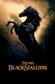 Young Black Stallion